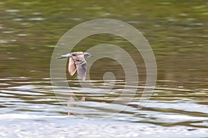 Sandpiper,ÃÂ Wood sandpiperÃÂ flight Tringa glareola Wader BirdÃÂ flight